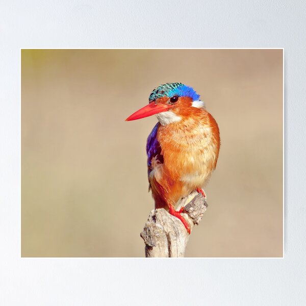 Item preview, Malachite Kingfisher designed and sold by Lamprecht.