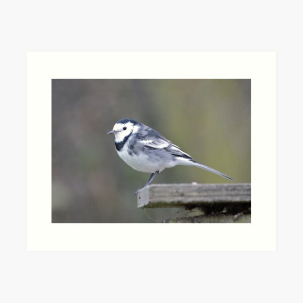 Item preview, Pied Wagtail designed and sold by dilouise.