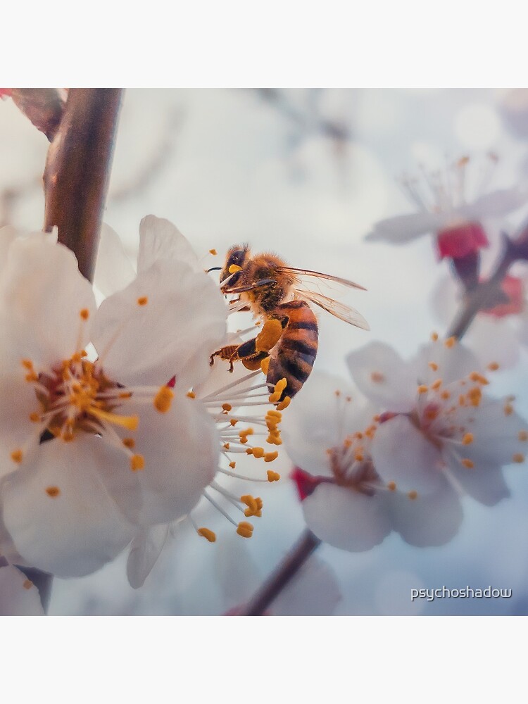 honey bee on apricot flowers by psychoshadow
