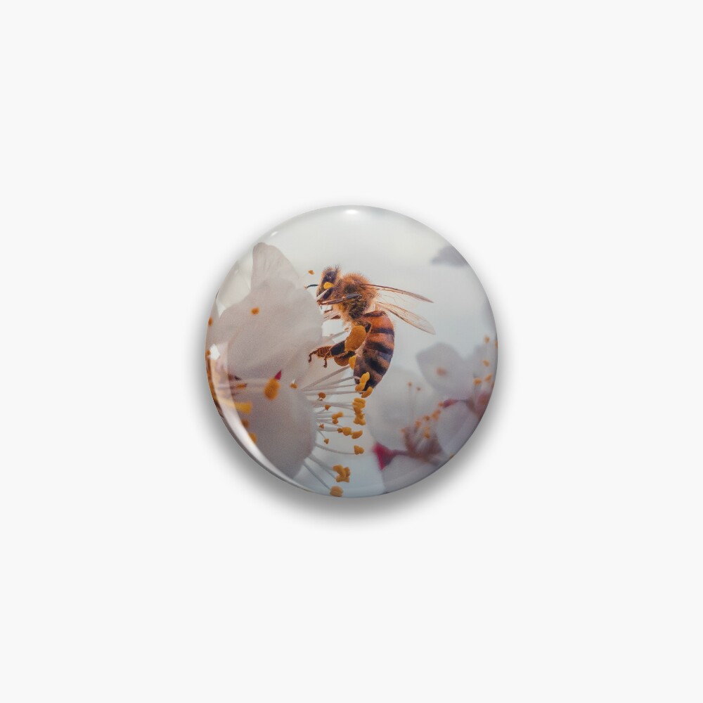 honey bee on apricot flowers Pin