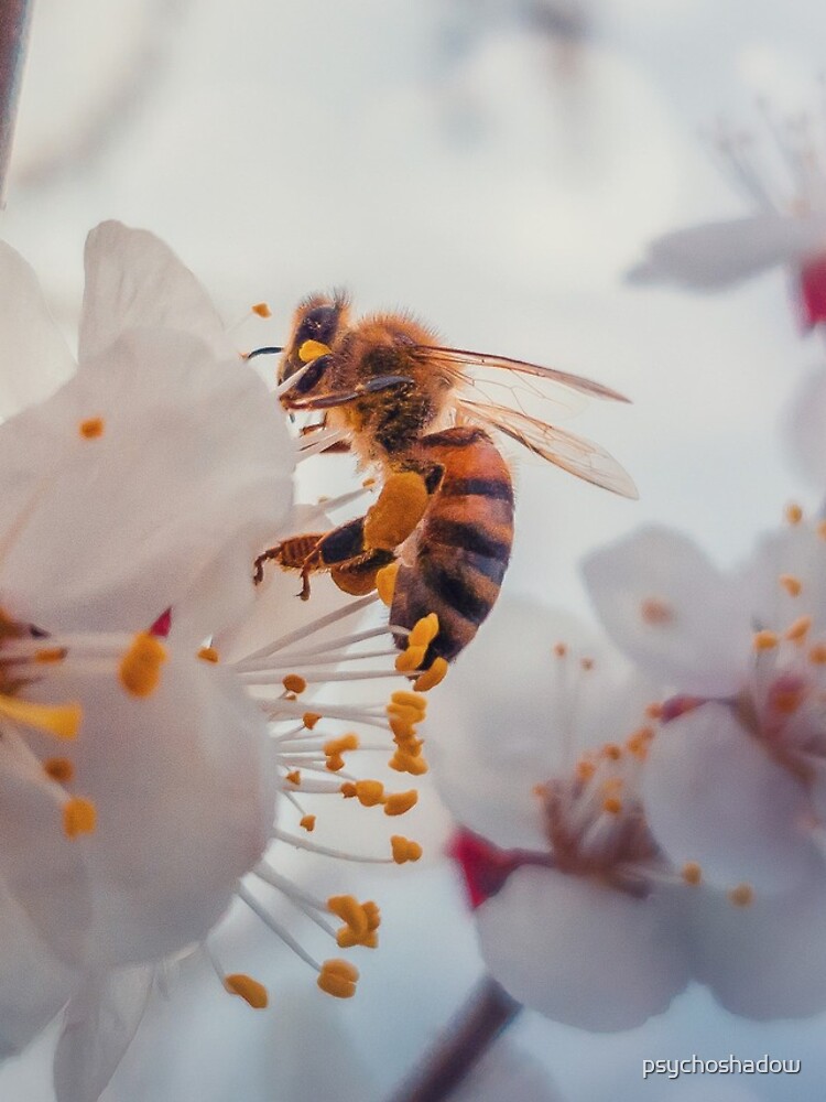 honey bee on apricot flowers by psychoshadow