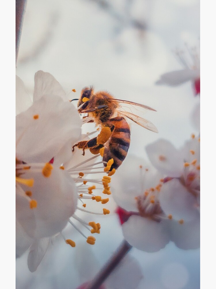 honey bee on apricot flowers by psychoshadow