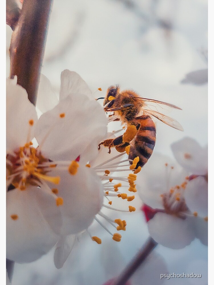 honey bee on apricot flowers by psychoshadow