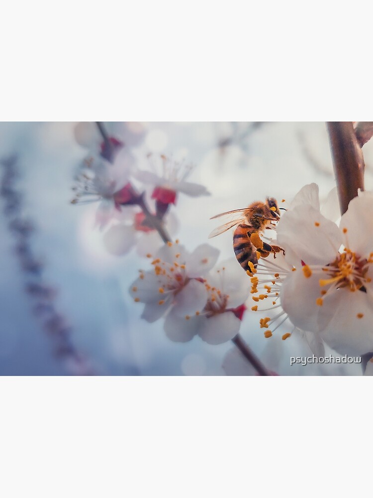 honey bee on apricot flowers by psychoshadow