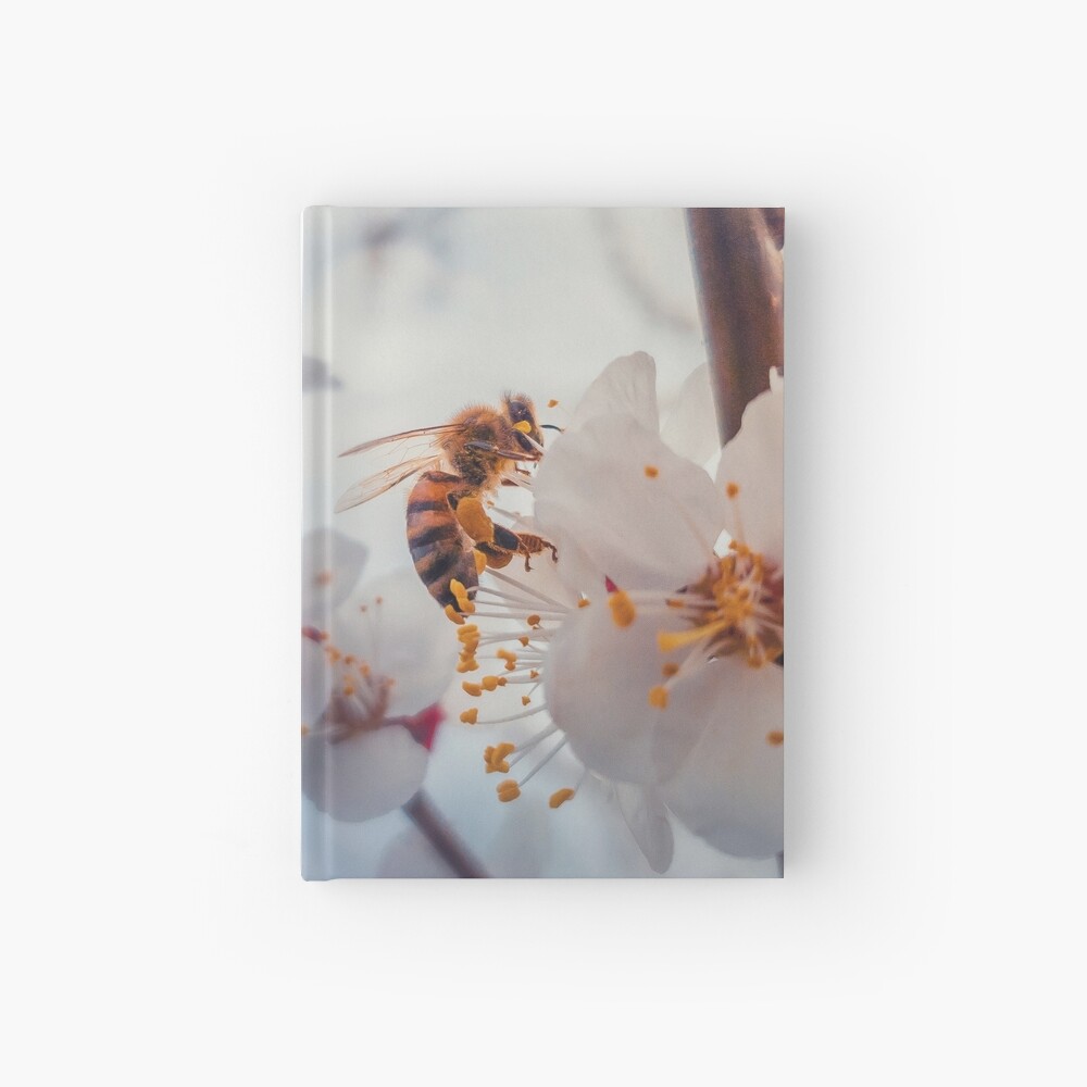 honey bee on apricot flowers Hardcover Journal