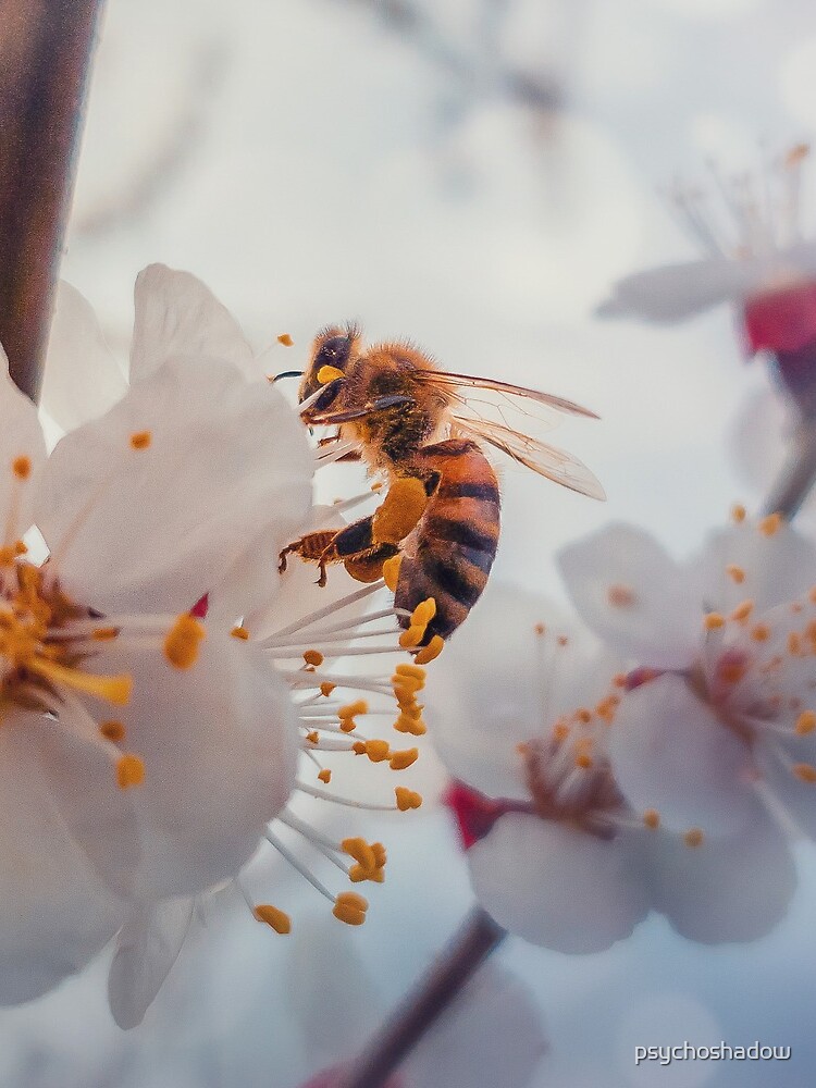 honey bee on apricot flowers by psychoshadow