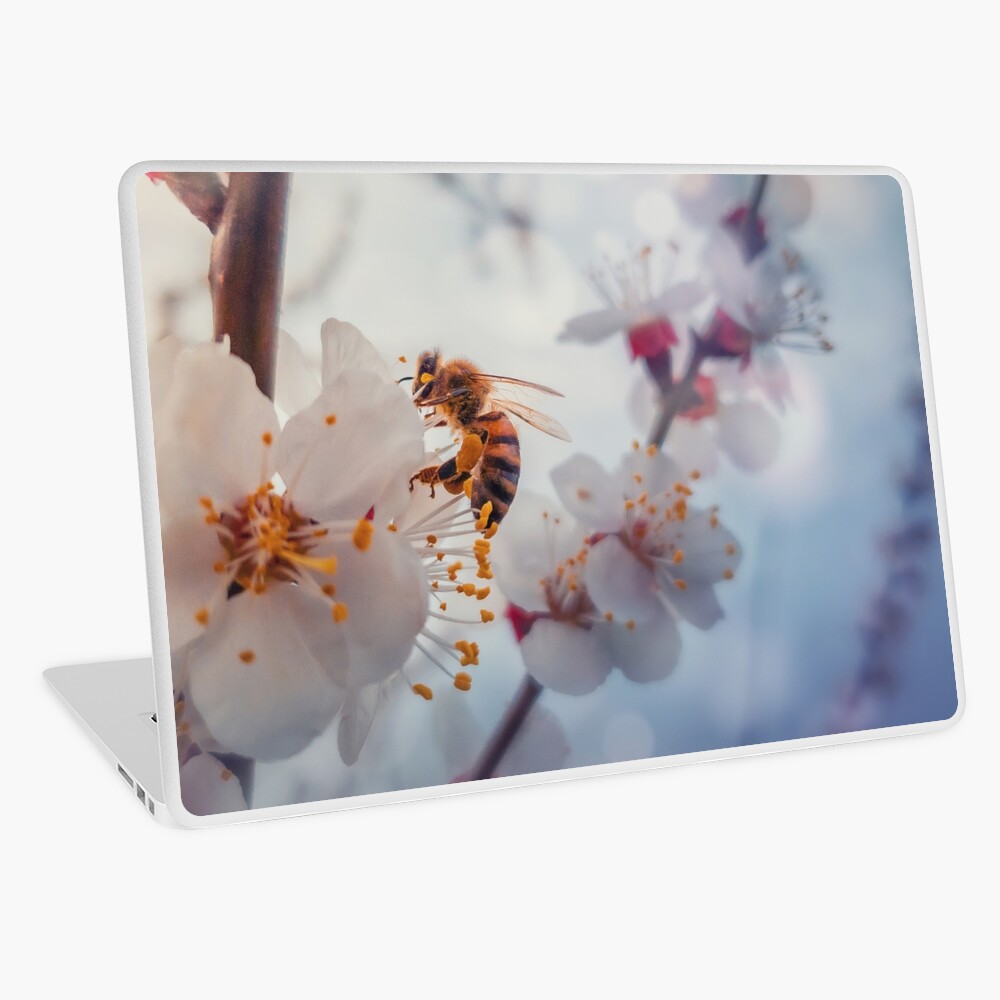 honey bee on apricot flowers Laptop Skin