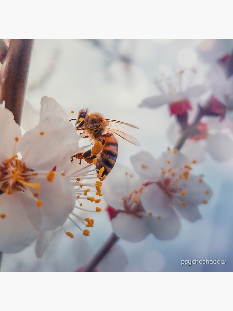 honey bee on apricot flowers by psychoshadow