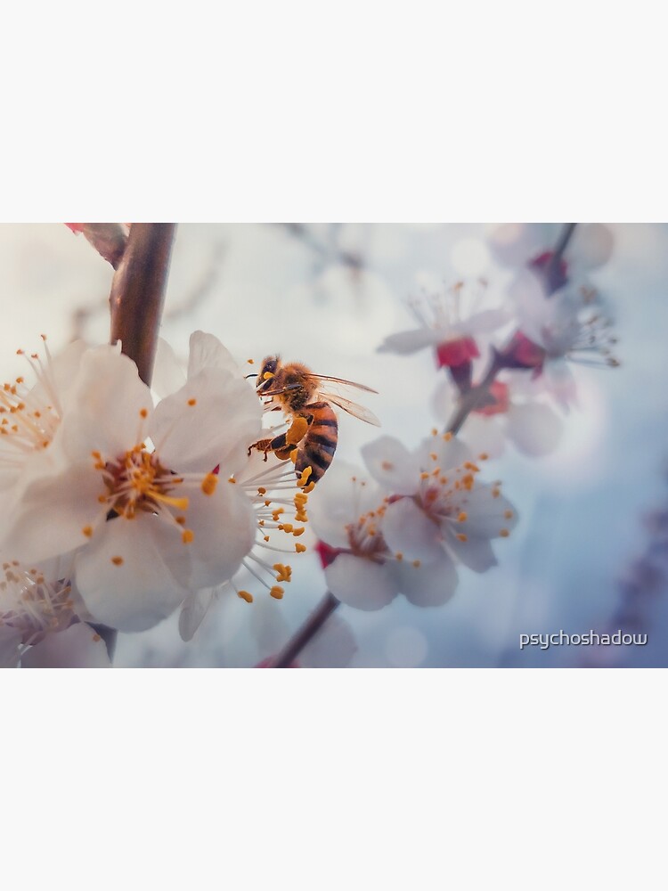 honey bee on apricot flowers by psychoshadow
