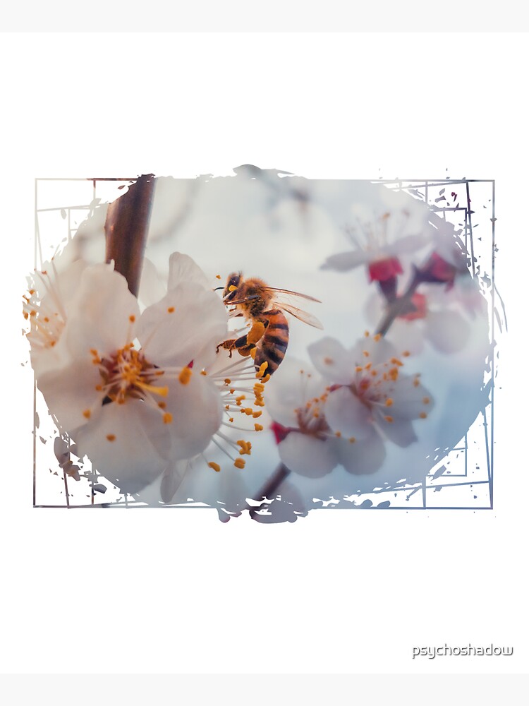 honey bee on apricot flowers by psychoshadow
