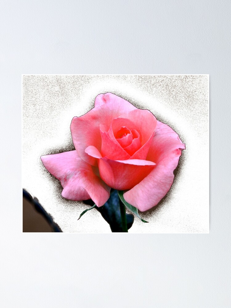 Good Morning Sun Pink Rose On White Background Poster By Jaymilo