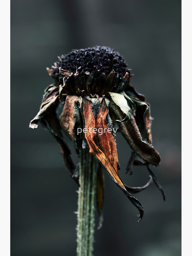 Day 160 - 17th December 2011 by petegrev