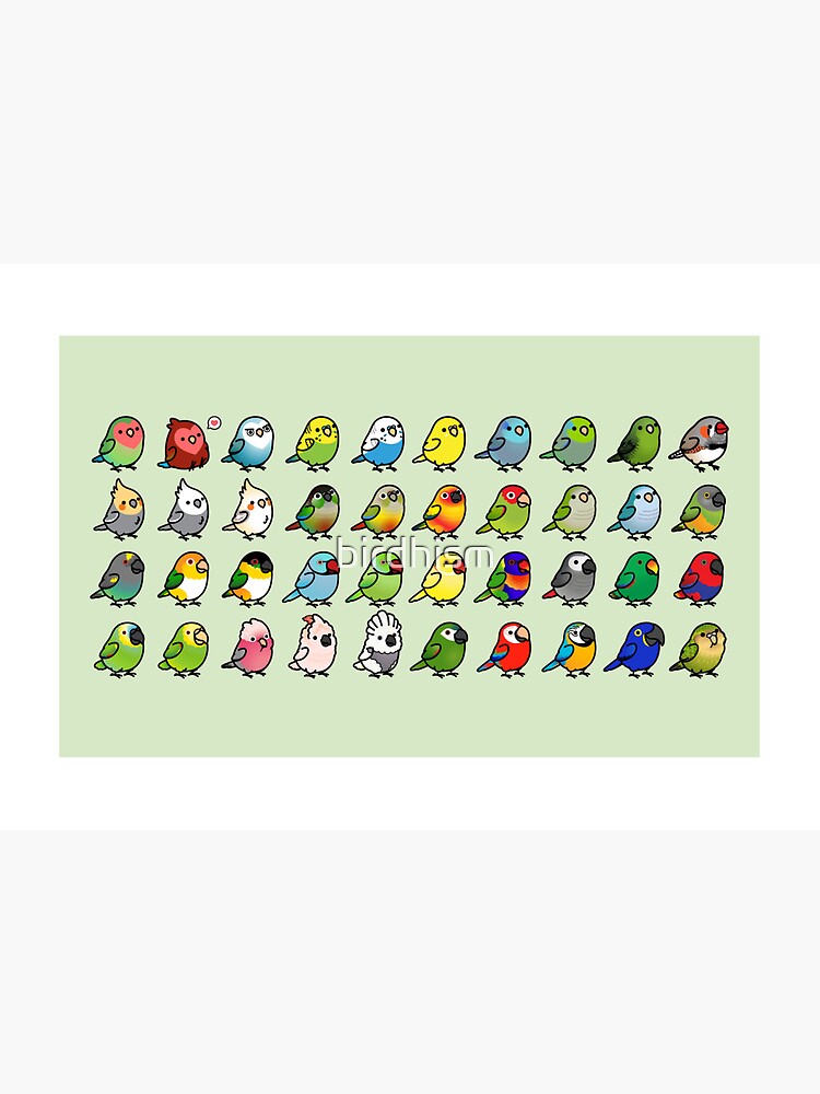 Everybirdy Collection by birdhism