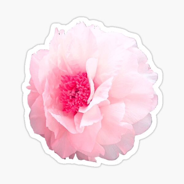 Pink peony/pink blossom Sticker
