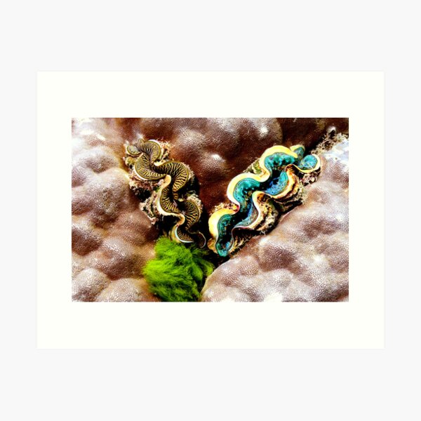 Clams Art Print