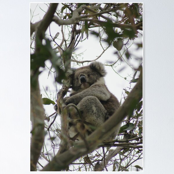 Item preview, Koala Cape Otway designed and sold by trishringe.