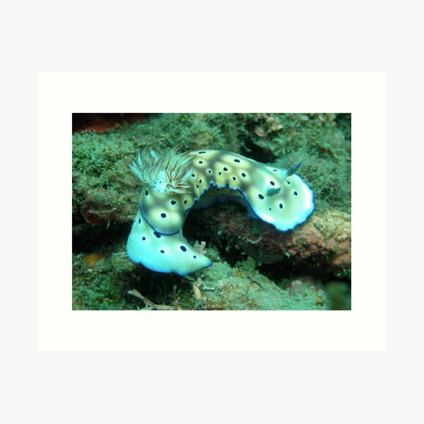 Risbecia Curve Art Print