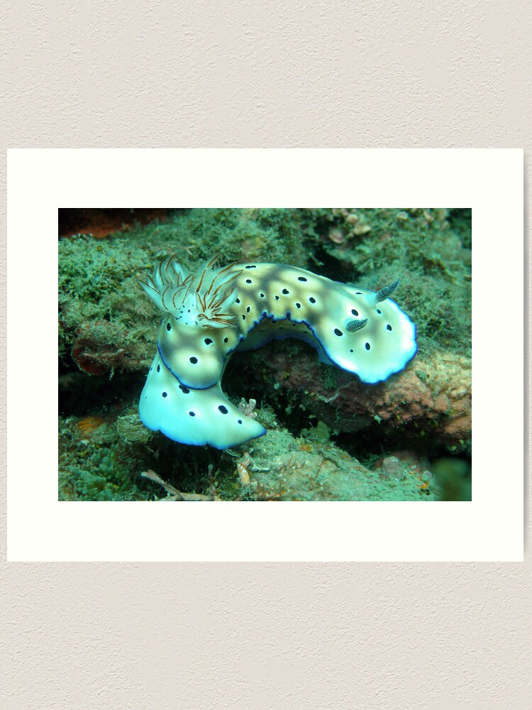 Alternate view of Risbecia Curve Art Print