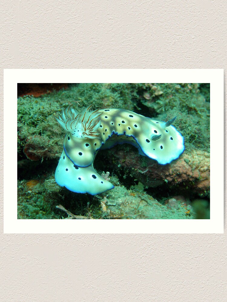 Alternate view of Risbecia Curve Art Print