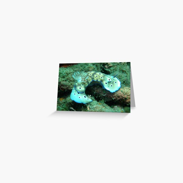 Item preview, Risbecia Curve designed and sold by Coral Sea Foundation.