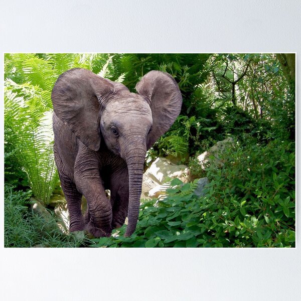 Item preview, Elephant and Jungle designed and sold by Erika Kaisersot.