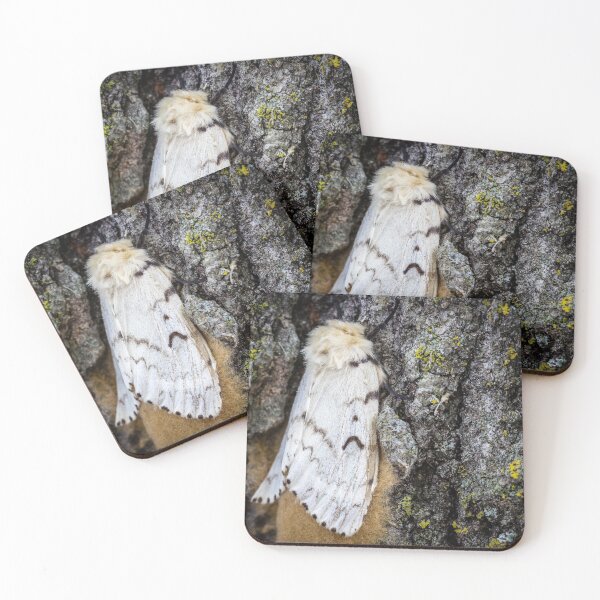 Item preview, Gypsy Moth Close-up designed and sold by Robert Alsop.