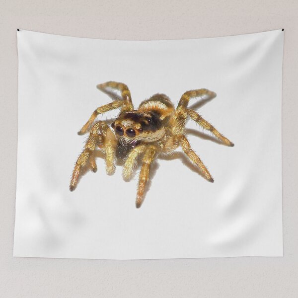 Item preview, Cute realistic Jumping Spider designed and sold by nickp1480.