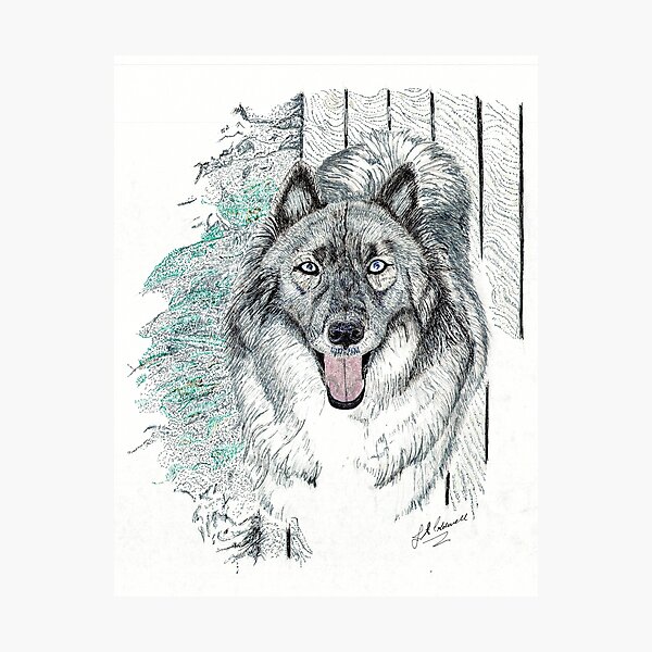 Scotty Photographic Print