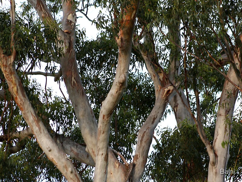 "Gumtree Branches" by Bami Redbubble
