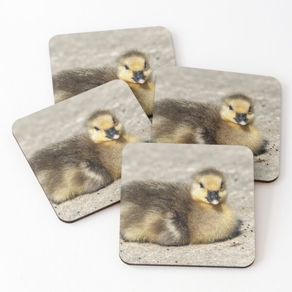 Item preview, Greylag Gosling Resting designed and sold by DonMc.