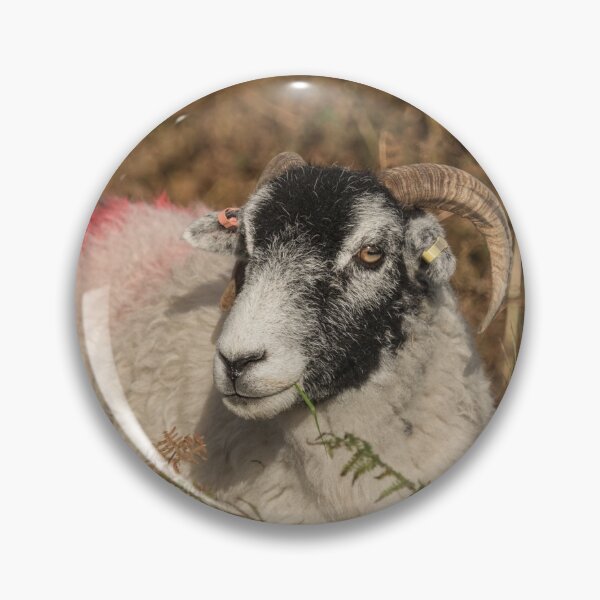 Item preview, Swaledale Sheep designed and sold by Judi Lion.