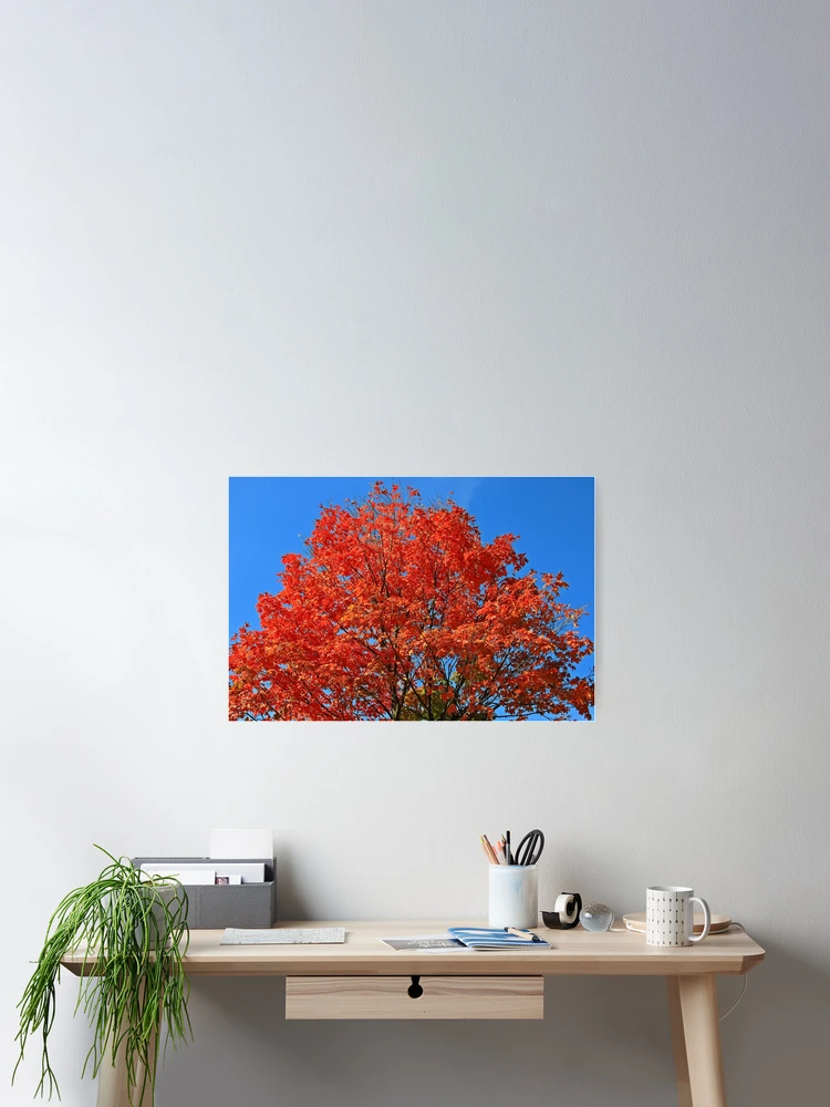 Thumbnail 2 of 3, Poster, Fall Color designed and sold by pmarella.