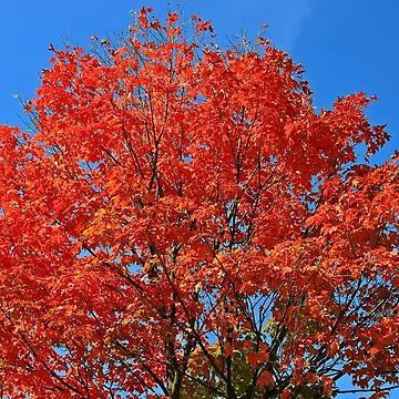 Artwork thumbnail, Fall Color by pmarella
