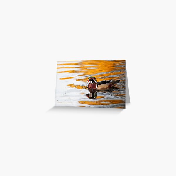 Wood Duck on Golden Pond Greeting Card