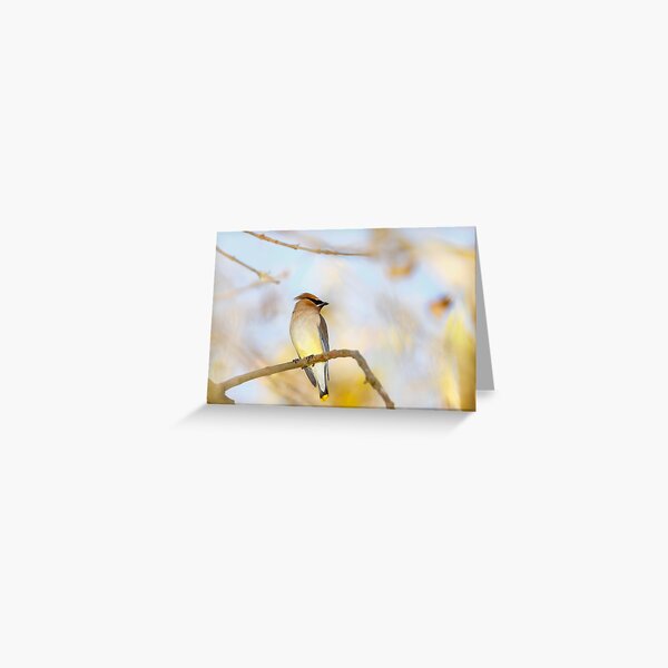 Cedar Waxwing Closeup in Tree Greeting Card
