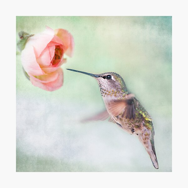 Hummingbird on Green Photographic Print