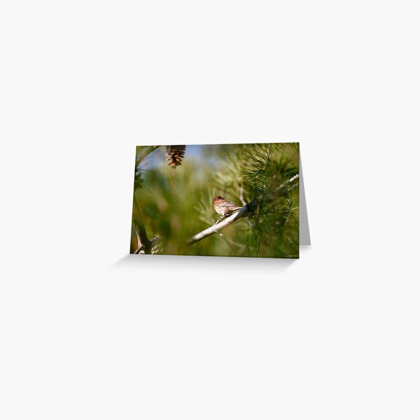 House Finch on Green Greeting Card