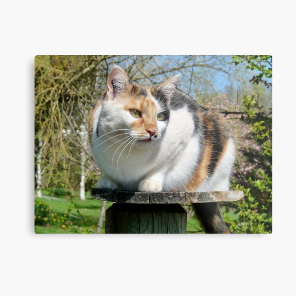TRIXIE Metal Print