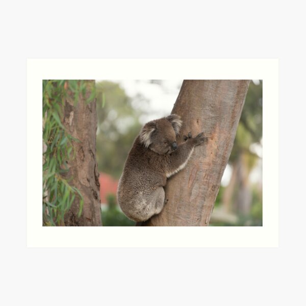 Koala Bear Art Print