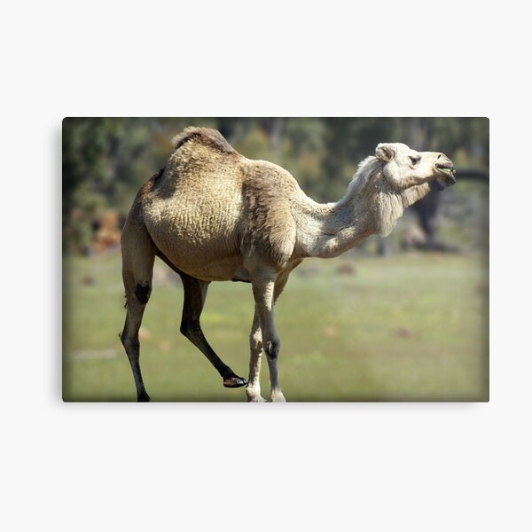 Item preview, Outback Camel designed and sold by Darren Speedie.