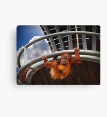 Just Hangin' Around Canvas Print