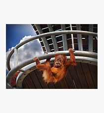 Just Hangin' Around Photographic Print