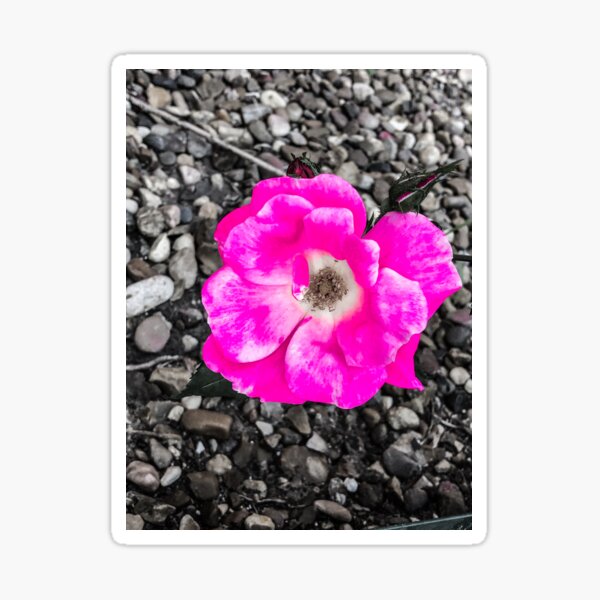 Color Pop Pink Flower Sticker