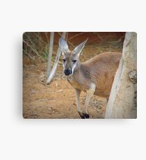 Red Kangaroo (Macropus rufus) Canvas Print