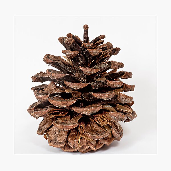 Item preview, Pine Cone designed and sold by Robert Ullmann.