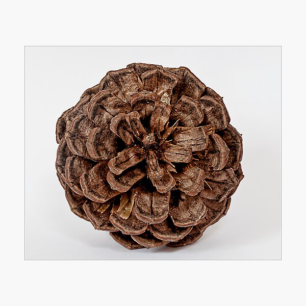 Item preview, Pine Cone designed and sold by Robert Ullmann.