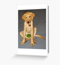 Shy dog Greeting Card