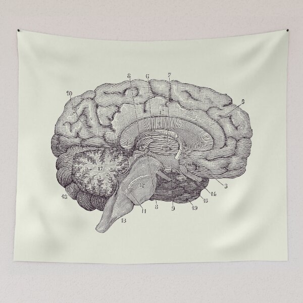 Item preview, Human Brain Anatomy Diagram 2 designed and sold by VAposters.