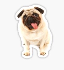 pug Sticker