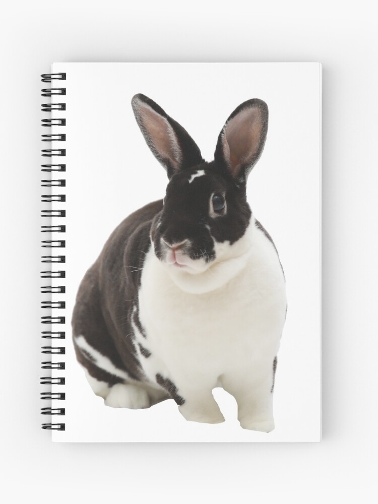 black and white mini rex